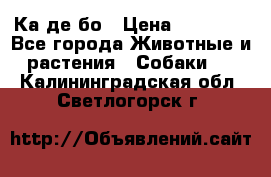 Ка де бо › Цена ­ 25 000 - Все города Животные и растения » Собаки   . Калининградская обл.,Светлогорск г.